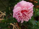 Wildberry rose photo