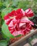 Rock rose photo