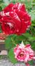 Rock rose photo