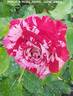 Rock rose photo
