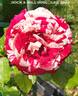 Rock rose photo