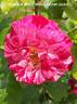 Rock rose photo