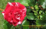Rock rose photo