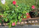 Rock rose photo