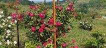 Horace Vernet rose photo