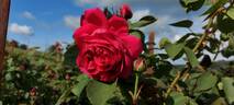 Horace Vernet rose photo