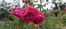 Horace Vernet rose photo