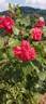 Bonn rose photo