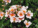 Orienta rose photo