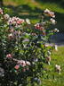 Orienta rose photo