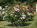 Orienta rose photo