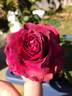 Brindabella's The Nightbird rose photo