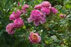 Pam's Choice rose photo