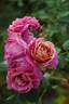 Pam's Choice rose photo