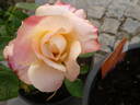 Holiday Island Fiji ® rose photo