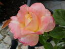 Holiday Island Fiji ® rose photo