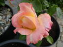 Holiday Island Fiji ® rose photo
