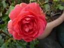 Kiss Me rose photo