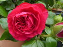 Red Leonardo da Vinci rose photo