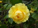 Golden Smiles rose photo