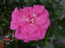 Lady Like rose photo