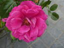 Senteur Royale rose photo