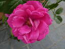 Senteur Royale rose photo