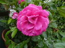 Senteur Royale rose photo