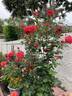 Sedona rose photo