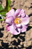 Romantic Morning rose photo