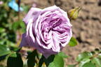 Platina rose photo