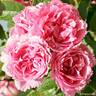 Pink Grootendorst rose photo