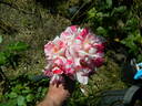 Striped Lynnie rose photo