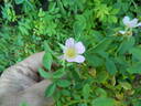 Puzzlement rose photo