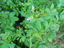Puzzlement rose photo