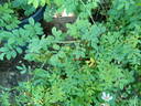 Puzzlement rose photo