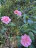 Côté Jardins rose photo