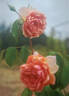 Comtesse de Noghera rose photo