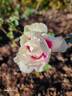 Bowral's Rose rose photo