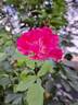 Guy Savoy rose photo