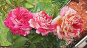 Brocéliande ® rose photo