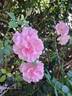 Côté Jardins rose photo