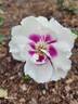 Bowral's Rose rose photo