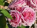 William Christie ® rose photo