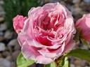 William Christie ® rose photo