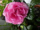 Lady Like rose photo