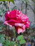 Brocéliande ® rose photo