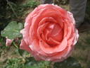 Jean Marc Rosé rose photo