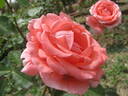 Jean Marc Rosé rose photo