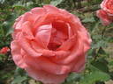 Jean Marc Rosé rose photo